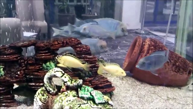 Yunus Ciklet Özellikleri ve Bakımı