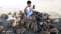 Guy Gets Smothered by Bunnies on Japan's Rabbit Island top songs 2016 best songs new songs upcoming songs latest songs sad songs hindi songs bollywood songs punjabi songs movies songs trending songs mujra dance Hot songs