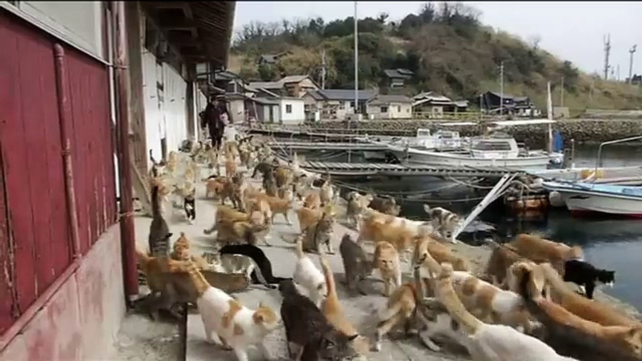 Japan's Cat Island BBC News top songs 2016 best songs new songs upcoming songs latest songs sad songs hindi songs bollywood songs punjabi songs movies songs trending songs mujra dance Hot songs