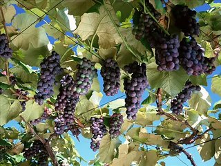 Naeem Hazara New Hindko Songs 5