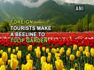 Srinagar: Foreign tourists make a beeline to Tulip Garden