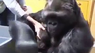 Gorildeki merhamete bakar mısınız