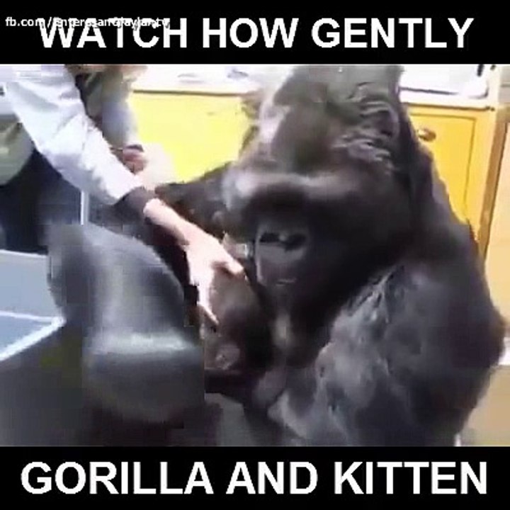 Gorildeki merhamete bakar mısınız