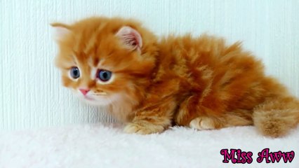 Fluffy Orange Kitten With Blue Eyes   Too Cute!