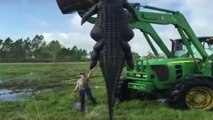 Biggest Gator Ever Gets Taken Out In Florida