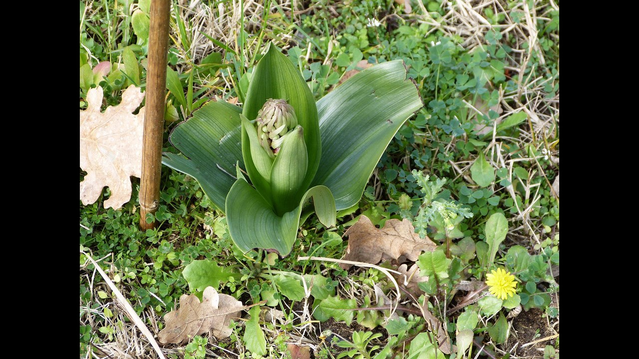 ©HDREVOIRLE PRINTEMPSVivaldipoèmeThomasAndréphotos AnciauxMartinecreatorphotopaintingnaturelmondetvweb©