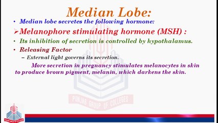 Median Lobe  and its hormones ( Melanophore Stimulating Hormone (MSH) )