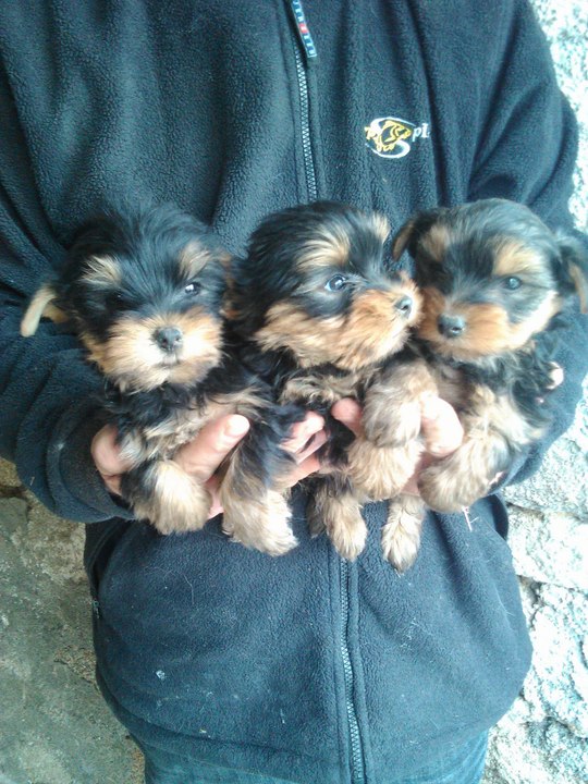 Chiots yorkshire nés le 23 Février