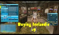 |Buying Icelandic horse|