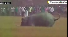 Elephant Killed a man In West Bengal Video Gets Viral