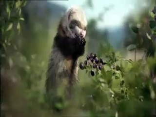 Pub pour la FDJ avec des furets