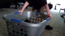 Funny Cat Video of Cat in Laundry Basket
