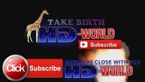 animal give birth | giraffe giving birth