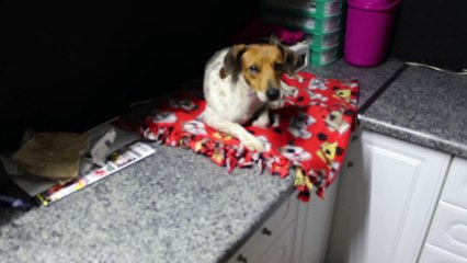 Un tigre veut boire dans la gamelle d'un chien