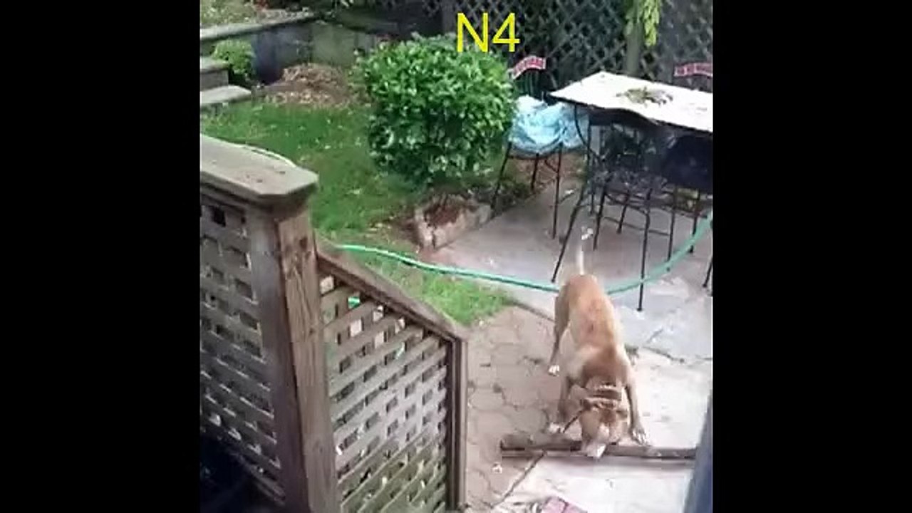 Funny Animals-13 stupid dog