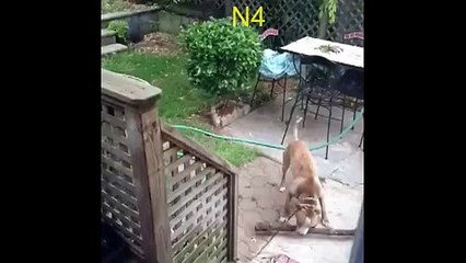 Funny Animals-13 stupid dog