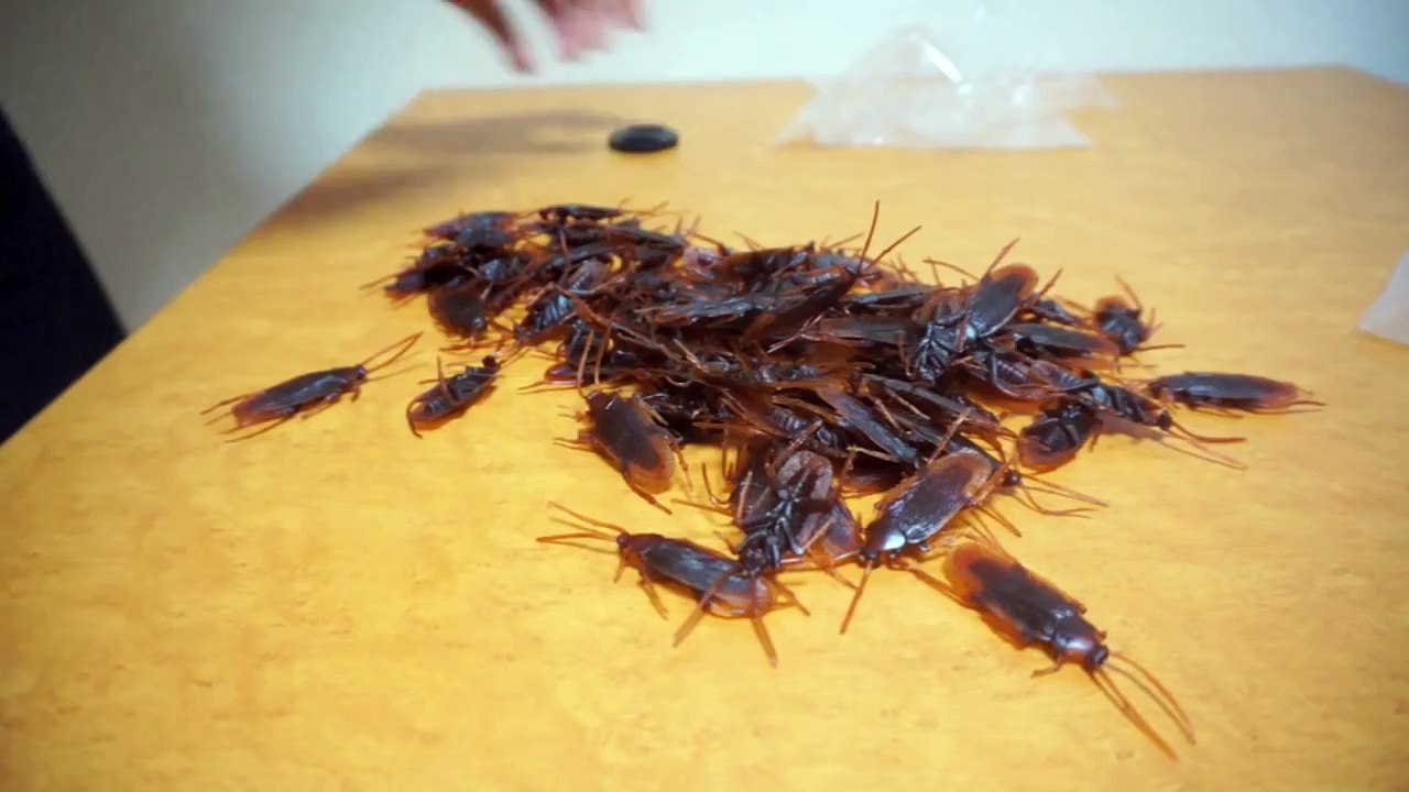 ゴキブリ100匹でドッキリ