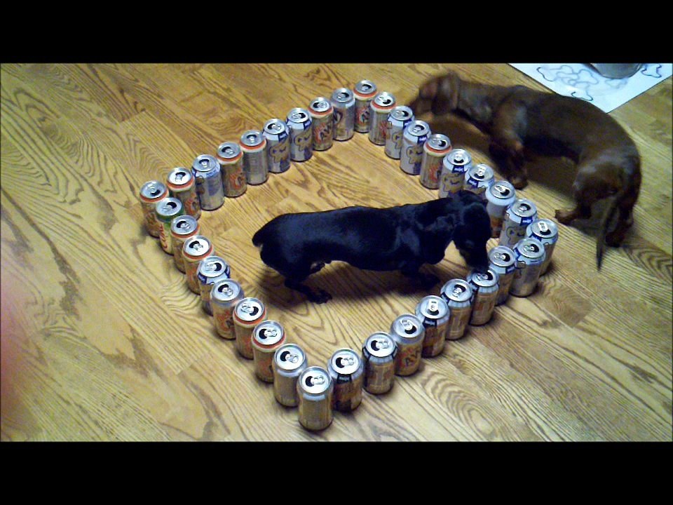 Funny Animals-dumb vs. smart wiener dog-Part 1