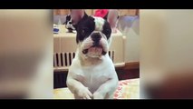 Ce bulldog a une manière bien adorable de demander des friandises