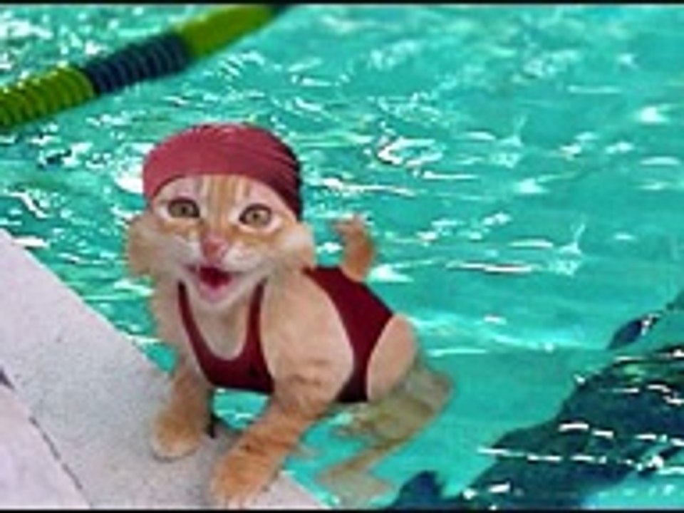 ♥ Evil and funny cats ♥