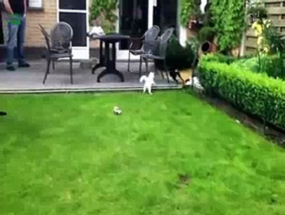 Funny_Dogs_Scared_Of_Cats_Compilation - Funny Videos
