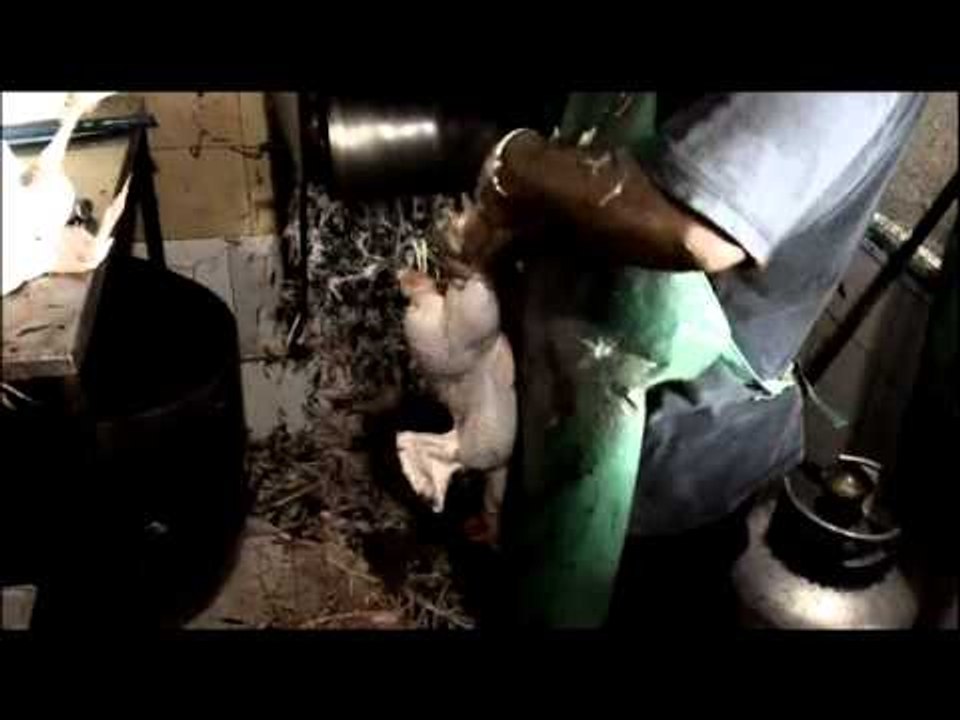 EL MATA POLLOS