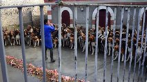 Feeding of the French hounds