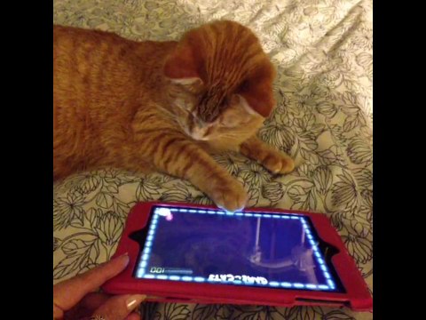 Gatos Engraçados e Divertidos Videos Engraçados de Gato