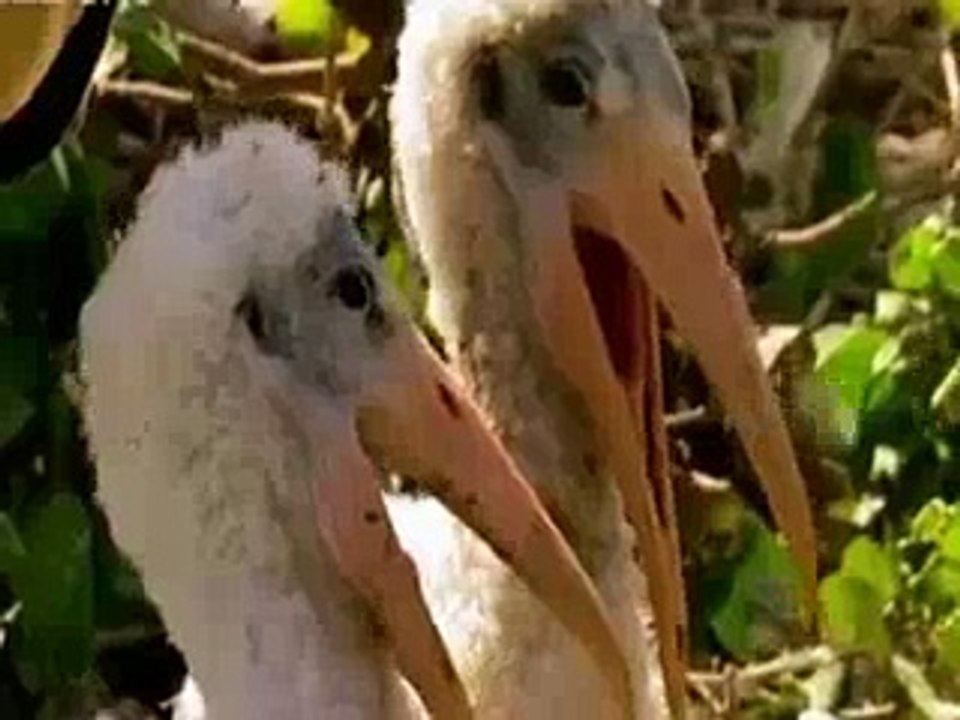 Funny_Talking_Animals - Funny Videos