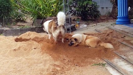 Dog Digging Ground