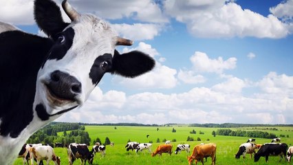 Top 10 Dumbest Criminals