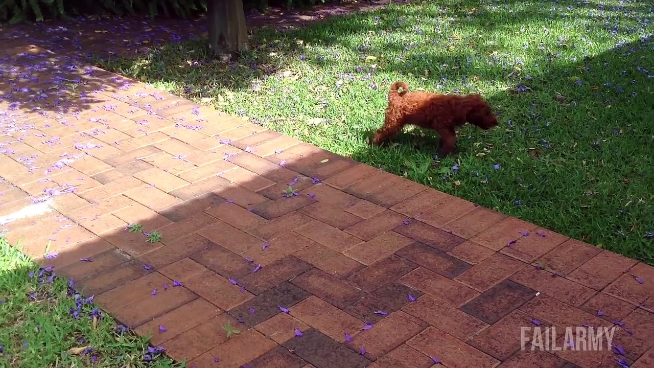 Funniest Animal Fails Compilation    FailArmy