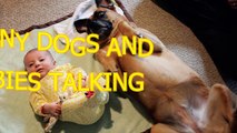 Funny dogs and babies talking - Cute dog & baby compilation