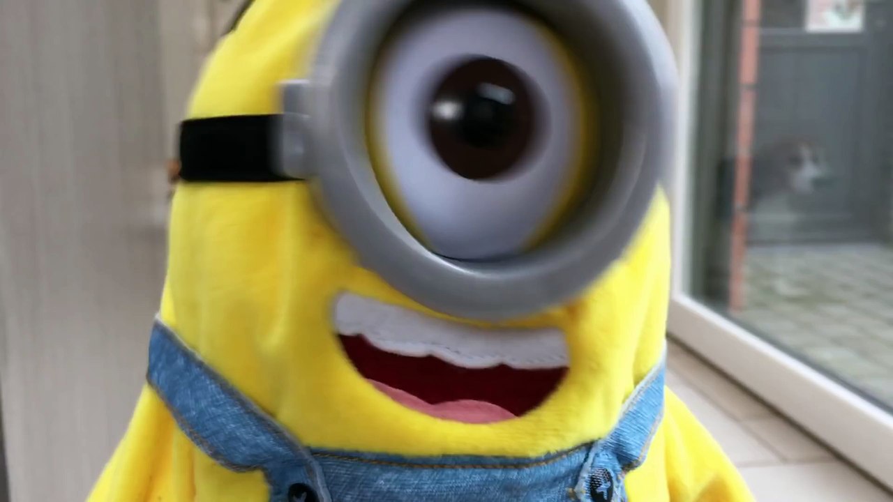 Funny Dogs VS  Tumblin Stuart  The Minion!