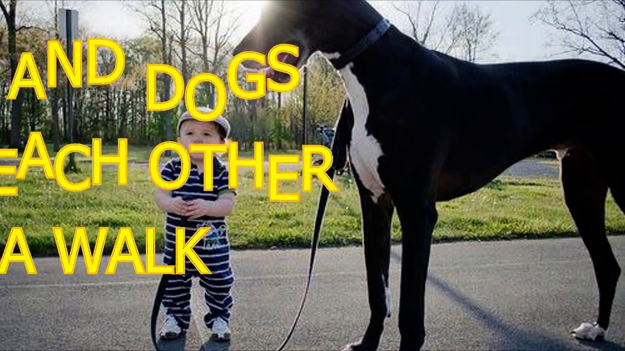 Babies and dogs take each other for a walk - Funny and cute compilation