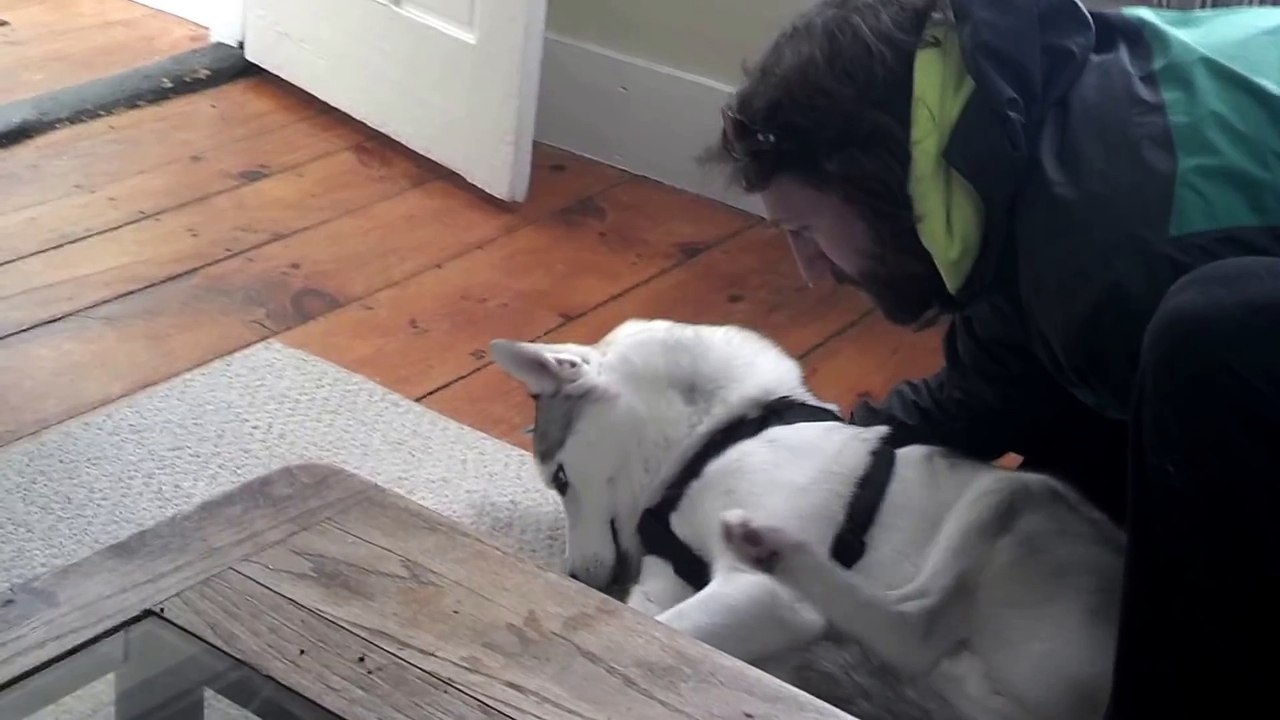 Blaze Loves His Kennel (ORIGINAL) Husky Says No to Kennel - Funny