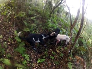 chasse en nouvelle caledonie