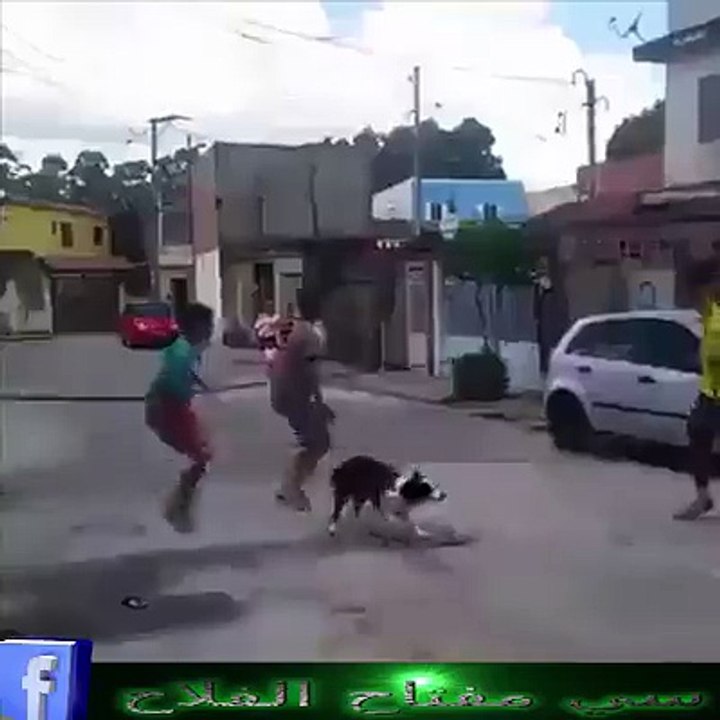 İp Atlayan Köpek