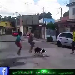 İp Atlayan Köpek