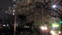 [  theme-MV ] Seoul Jeungsanno cherry blossom  Street (night view)서울 증산로 벚꽃길 야경