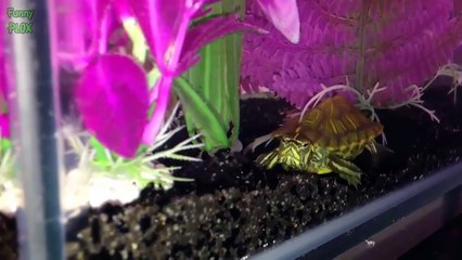 Funny Animals Dancing Compilation 2016