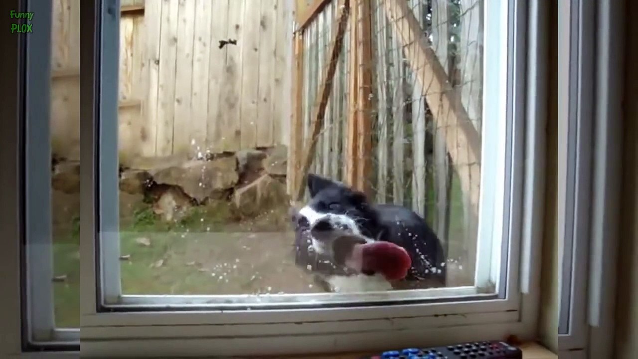 Funny Animals Licking Windows Compilation 2016