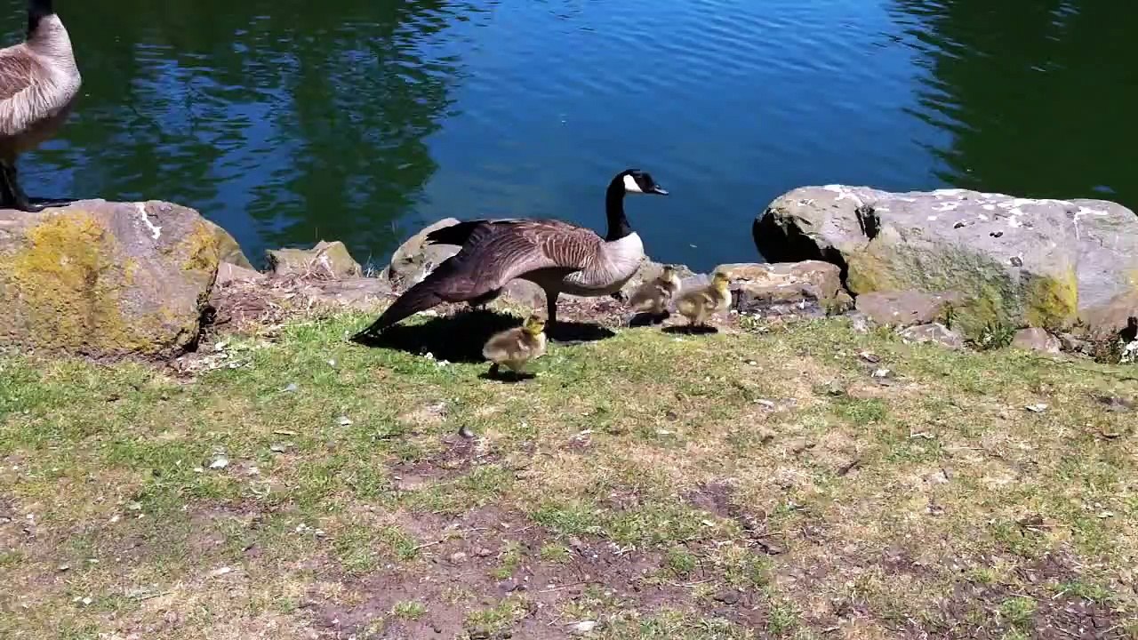 Geese in Golden Gate Park (San Francisco)