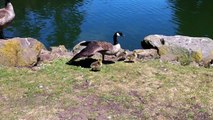 Geese in Golden Gate Park (San Francisco)