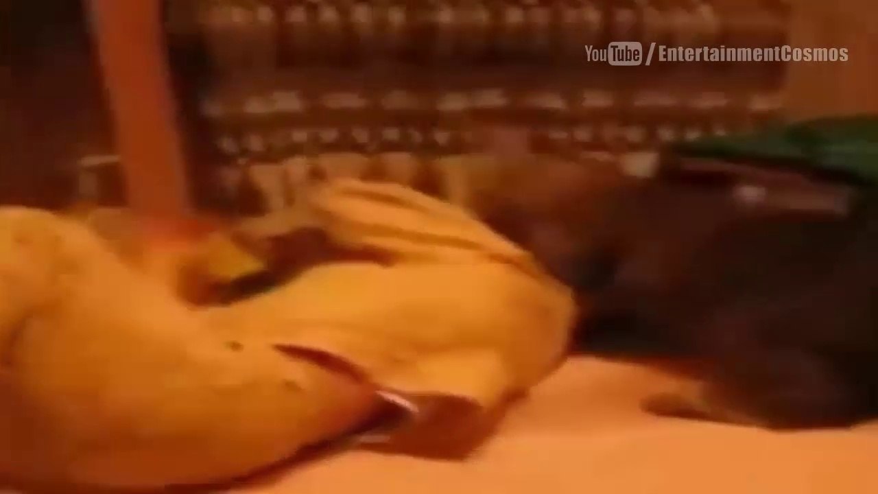 Most Shocking Animal Attacks on Human | Must Watch Video