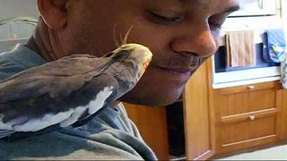 Cockatiel calling our cat for dinner. Amazing