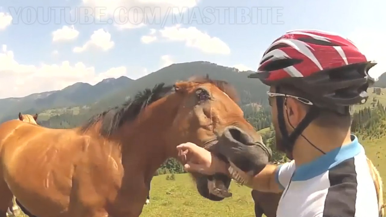 Most Shocking Animal Attacks Caught on Camera | Funny Video Collection