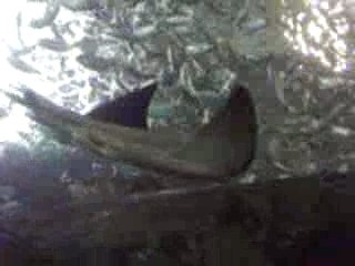 Aquarium St Sebastien