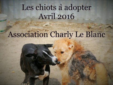 Les chiots à adopter (avril 2016)