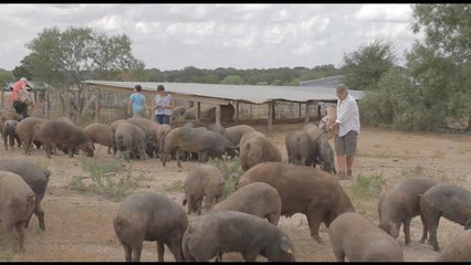 Acorn Seekers busca producri jamón pata negra en EE.UU. -